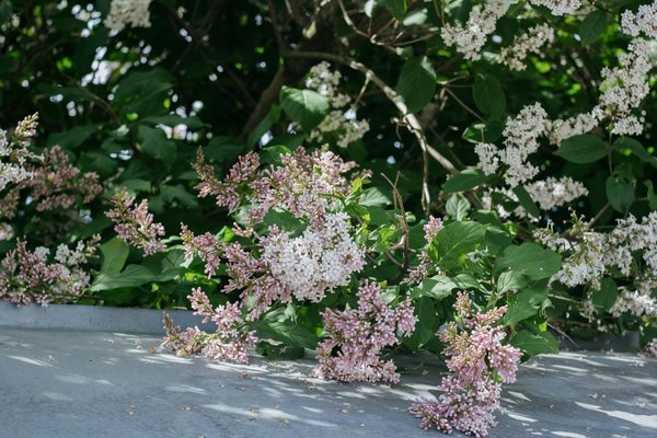 Papier peint chambre garçon : idées tendances et faciles à poser